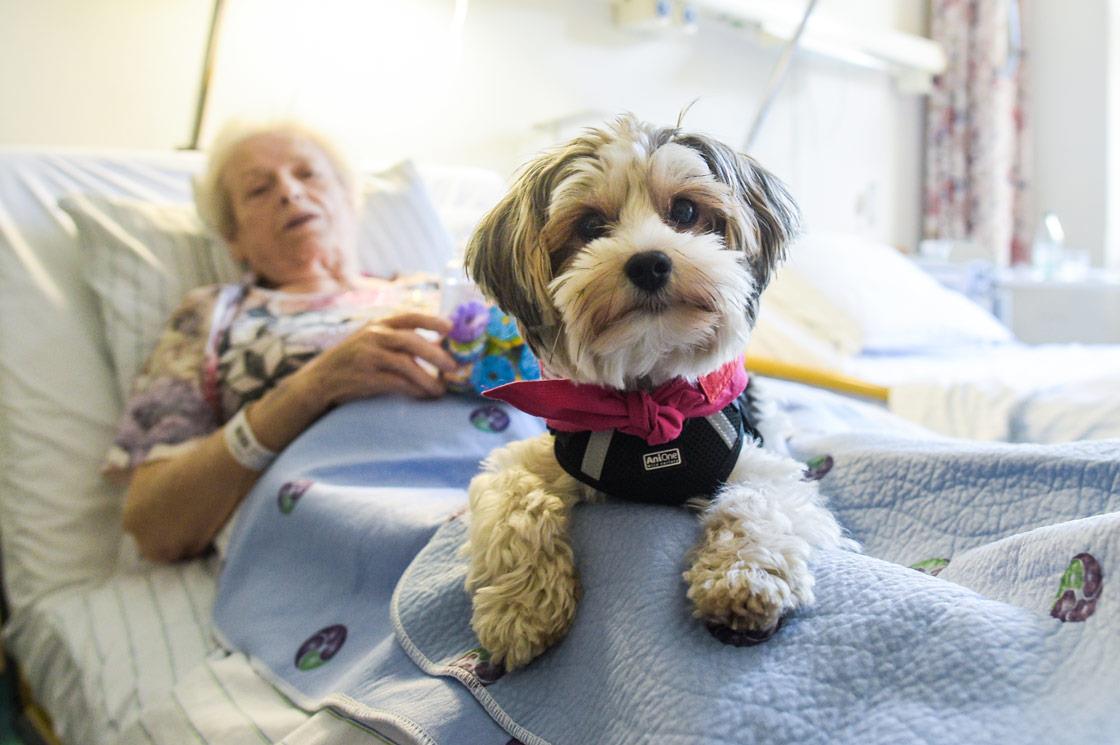 Hündin Feefie am Krankenbett