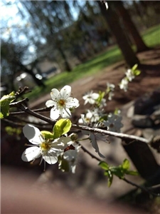 Apfelbaumblüte im Wormser Gemeinschaftsgarten H Ein blühender Apfelbaumzweig
