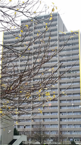 Plattenbau mit Baum Die Aufnahme eines Plattenbaus im Stadtteil Köln-Chorweiler, bei der das Gebäude durch die Äste eines Baums teilweise verdeckt wird