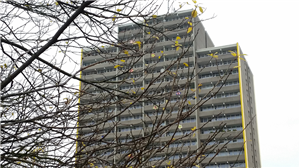Plattenbau mit Baum Die Aufnahme eines Plattenbaus im Stadtteil Köln-Chorweiler, bei der das Gebäude durch die Äste eines Baums teilweise verdeckt wird