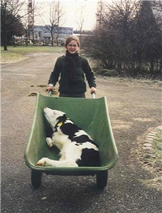 Ausbildung Heilerziehungspflege Junge Frau schiebt Schubkarre mit Kälbchen.