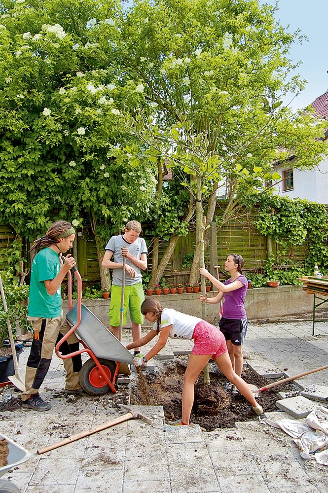 Jugendliche pflanzen einen Baum.
