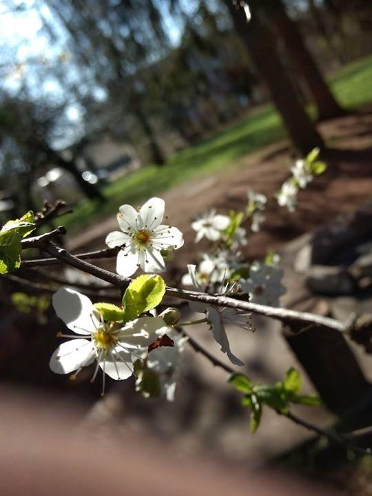 Ein blühender Apfelbaumzweig