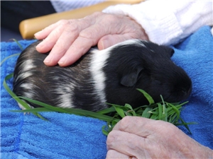 Streichelzoo im Haus St. Elisabeth