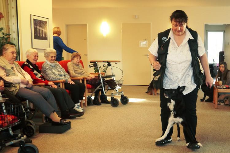 Hunde führen ihren Kunststücke vor