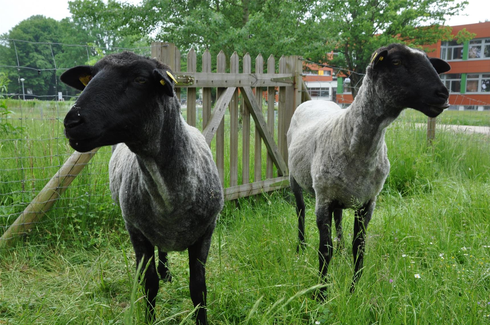 Neue Schafe in St. Michael